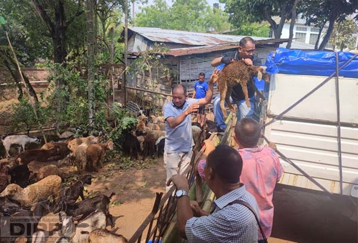AH & VS DISTRIBUTES SHEEP AND GOATS UNDER NATIONAL LIVESTOCK MISSION
