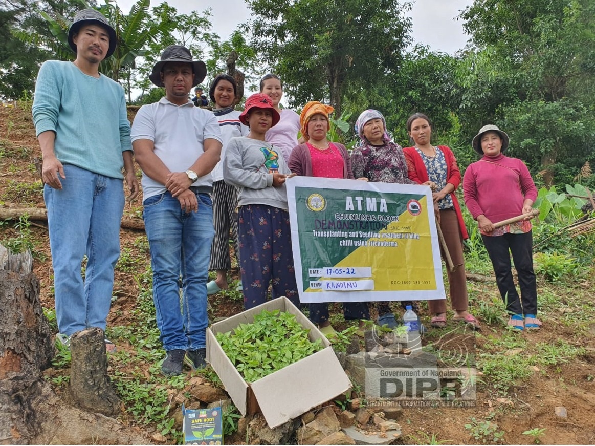DEMONSTRATION ON TRANSPLANTING AND SEEDLING TREATMENT OF KING CHILLI USING TRICHODERMA