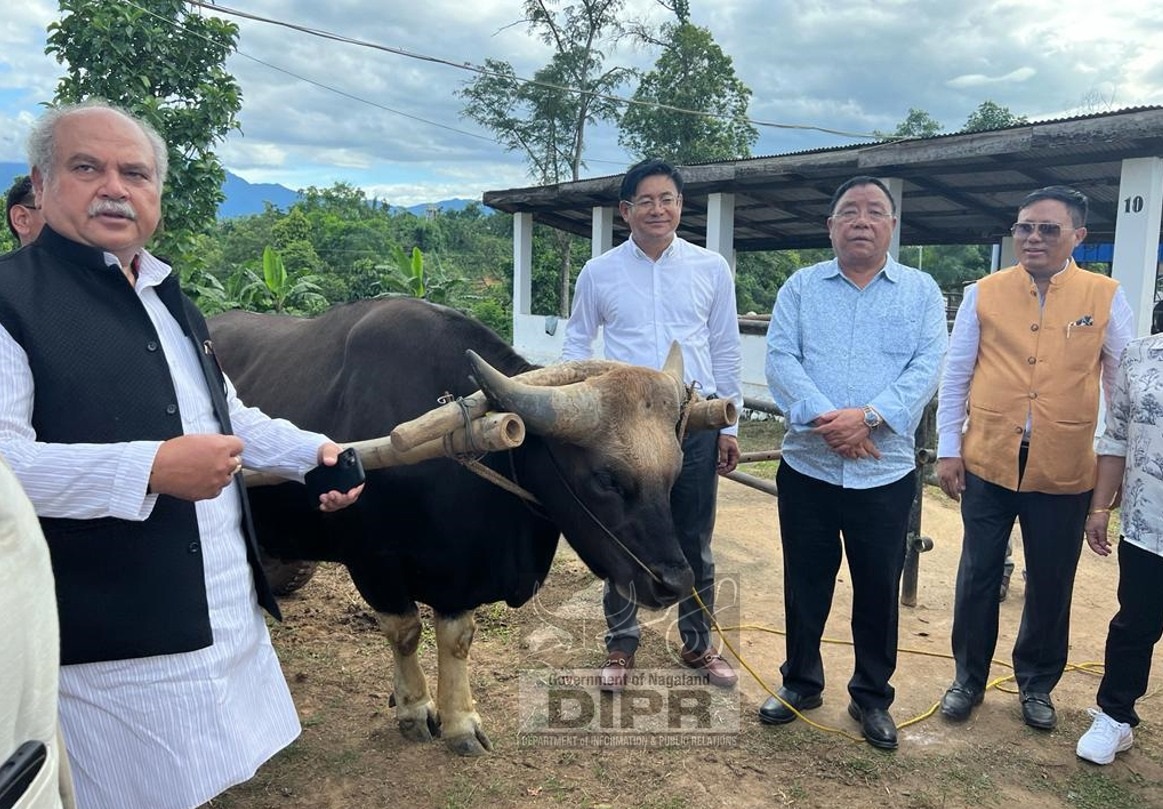 Union Minister of Agriculture and Farmers' Welfare, Narendra Singh Tomar accompanied by Minister G. Kaito Aye, Advisor Mhathung Yanthan, and APC Y. Kikheto Sema IAS during his visit to the National Research Center for Mithun on 26th June 2022. (DPRO Dimapur) 